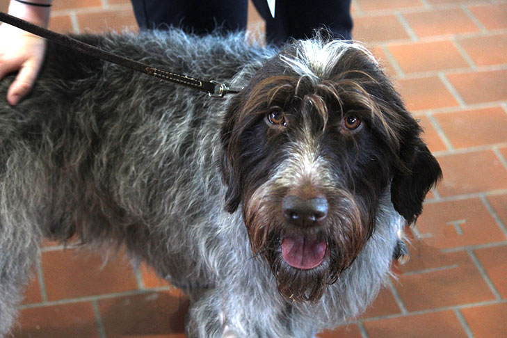 griffon pointer dog griffon pointer dog