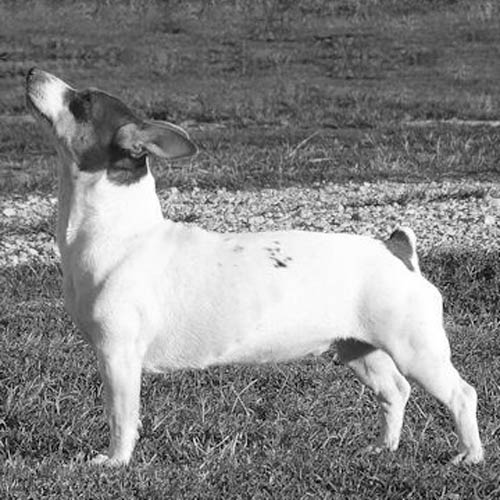 Teddy Roosevelt Terrier Dog Breed Information American Kennel Club