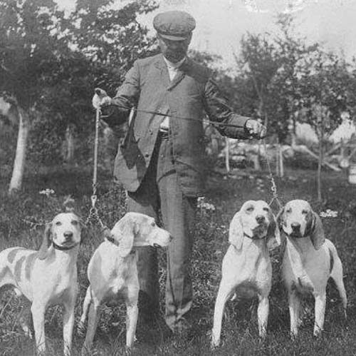 Porcelaine Dog Breed Information American Kennel Club - 