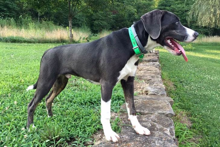 Mountain Cur Dog Breed Information American Kennel Club Mountain Cur Dog Breed Information American Kennel Club