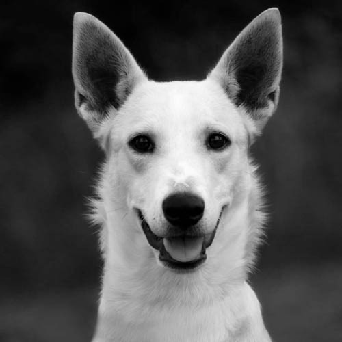 Which Breed Of Dog Is Senstive To Ivermectin Which Breed Of Dog Is Senstive To Ivermectin