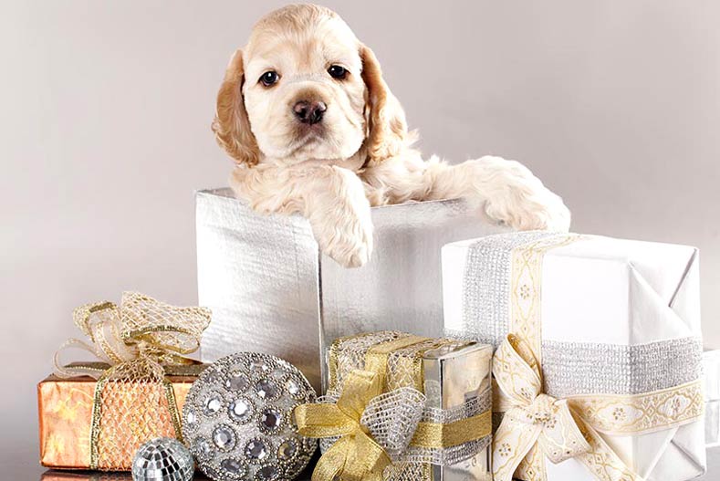 Cocker Spaniel puppy with presents during the holidays