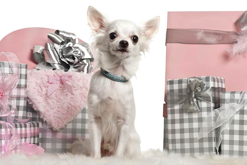 Chihuahua with presents