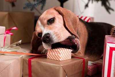 Beagle trying to bite a Christmas present during the holidays