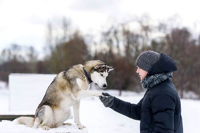 Siberian Husky training outside in the snow