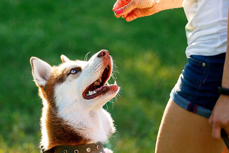 Siberian Husky being trained with a treat outdoors.