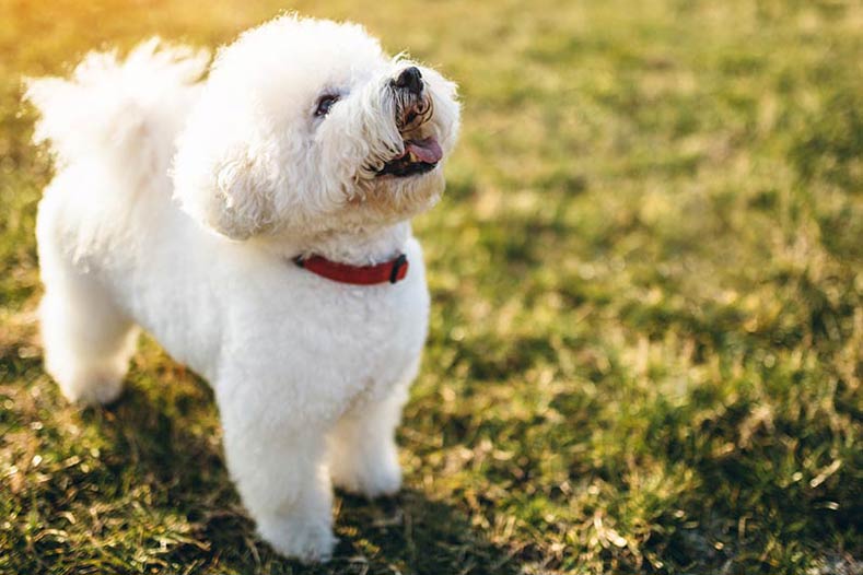 Bichon Frise Outdoors