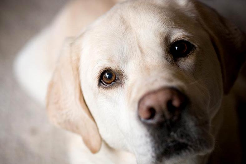 Yellow labrador retriever face close-up