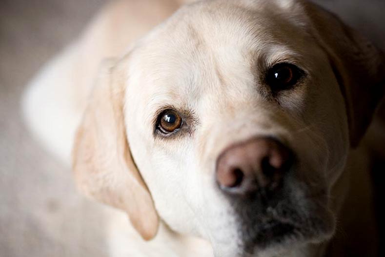 yellow lab eyes