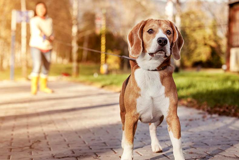Beagle on a walk