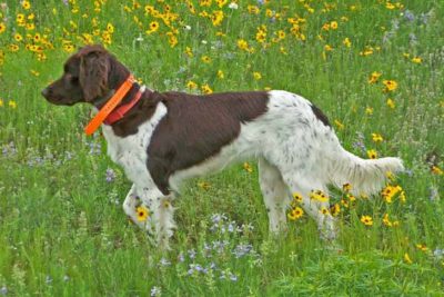 Small Munsterlander Pointer