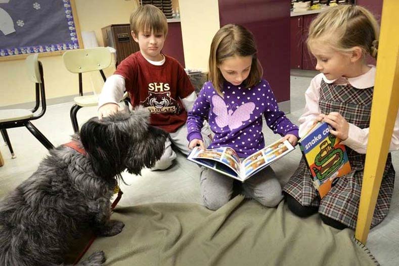 Skye Terrier Mr. Dennis in a classroom with children