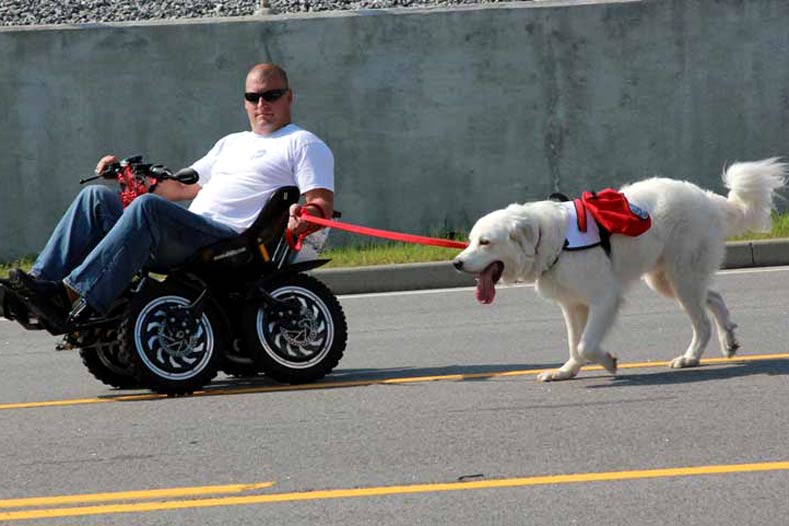 Great Pyrenees Gunner Service Dog