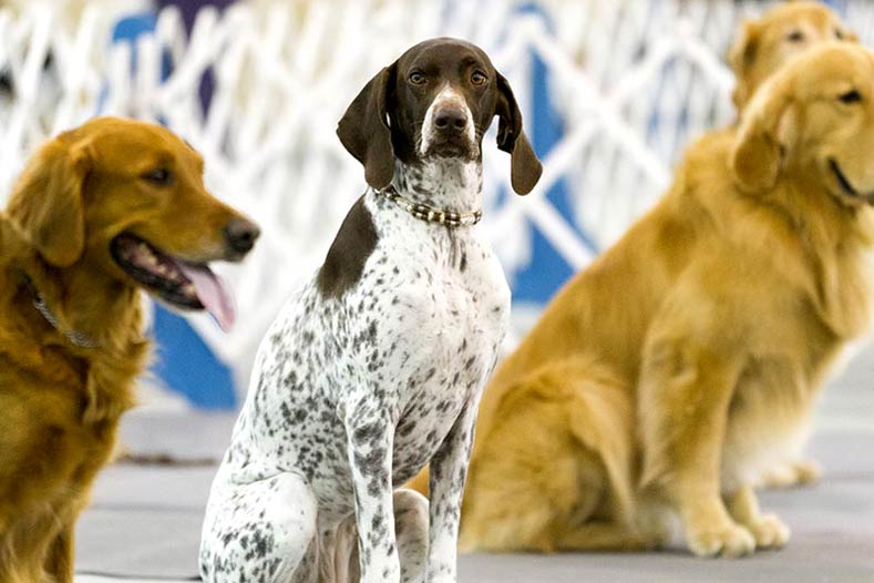 German Shorthaired Pointer and Golden Retrievers at an Obedience Trial