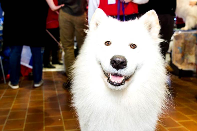 Samoyed at Meet the Breeds