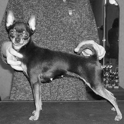 Russian Toy Dog Breed Information American Kennel Club