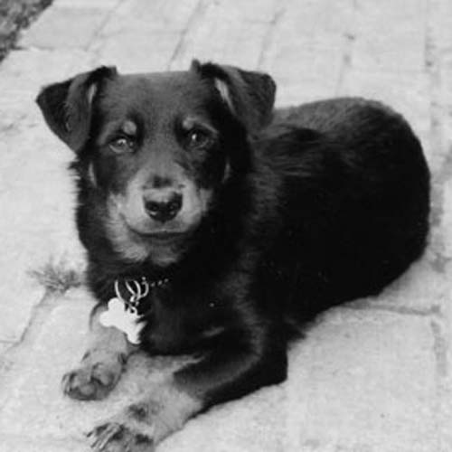 Lancashire Heeler German Shepherd Mix 2025