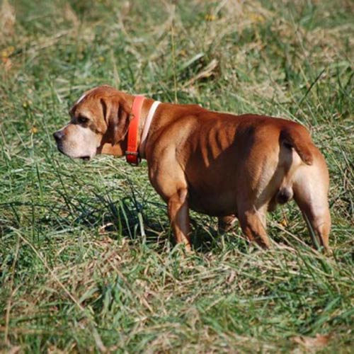 Portuguese Pointer Dog Breed Information American Kennel Club