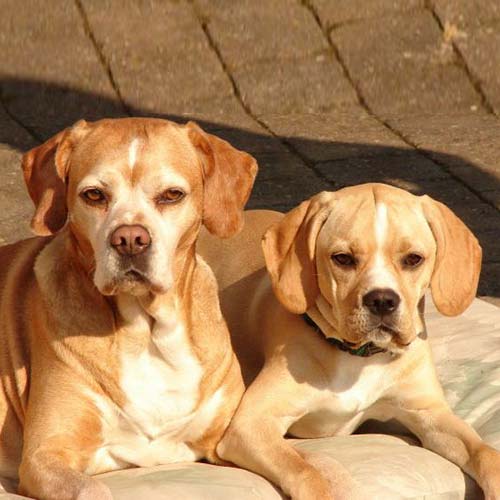 Portuguese Pointer Dog Breed Information American Kennel Club