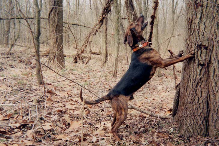 tennessee brindle dog