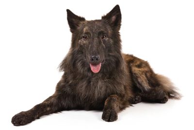 Dutch Shepherd Pictures American Kennel Club