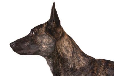 Dutch Shepherd Pictures American Kennel Club