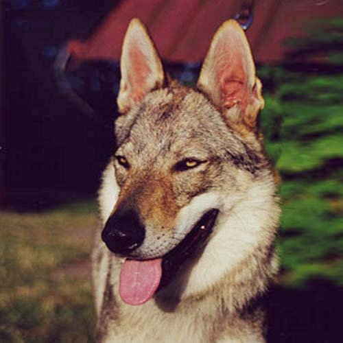 czech wolfdog temperament