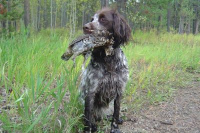 english pointer poodle mix