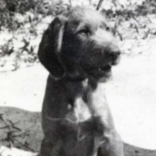Wirehaired Vizsla