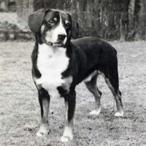 small swiss mountain dog