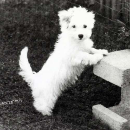 coton de tulear dog breed information