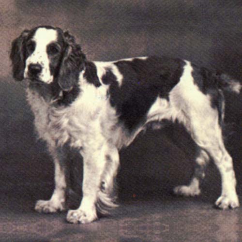 Welsh Springer Spaniel Dog Breed Information