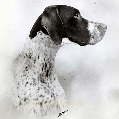 akc pointer