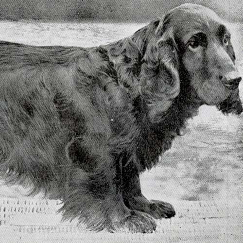 Field Spaniel Dog Breed Information