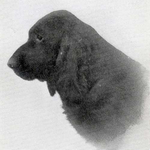 Field Spaniel Dog Breed Information