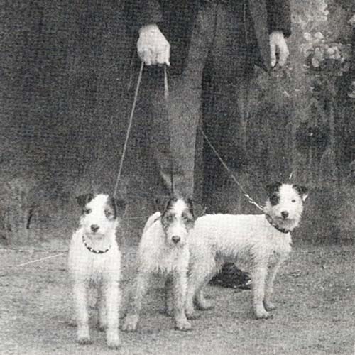 parson russell terrier dog