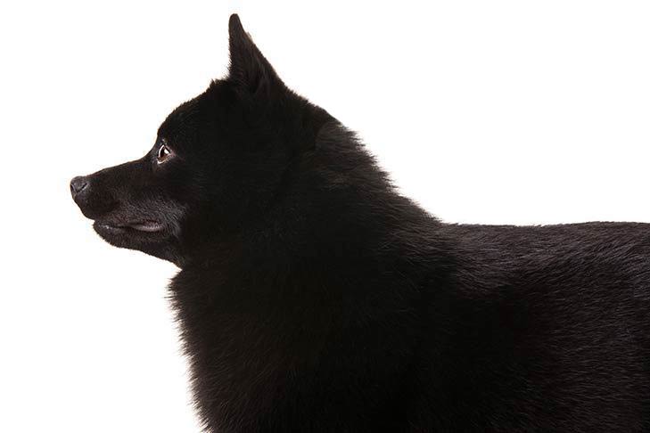 schipperke dog breed information