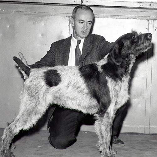 german wirehaired pointer akc