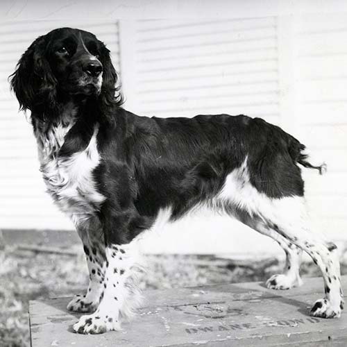 english springer spaniel dog breed information