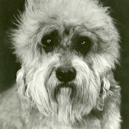 dandie dinmont terrier dog breed information