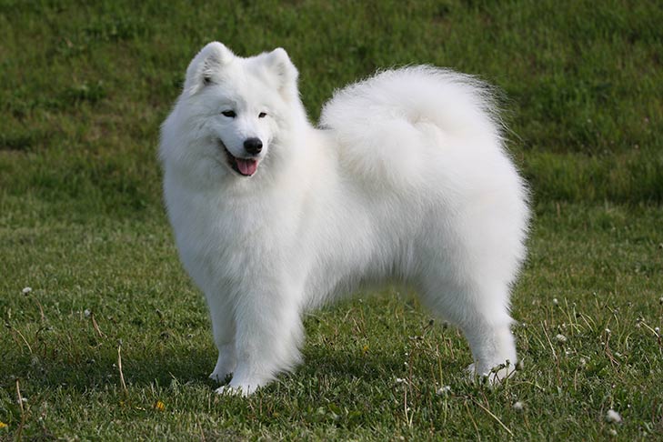 Image result for Samoyed