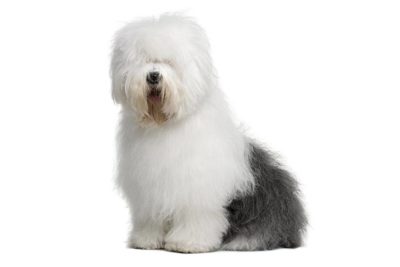 kennel club old english sheepdog