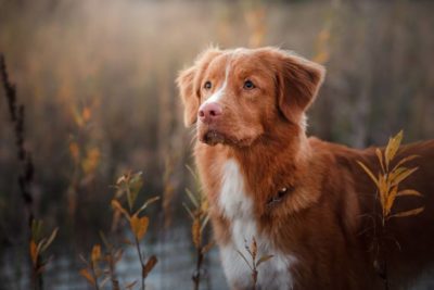 chester peak bay retriever