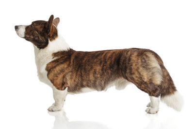 Cardigan Welsh Corgi