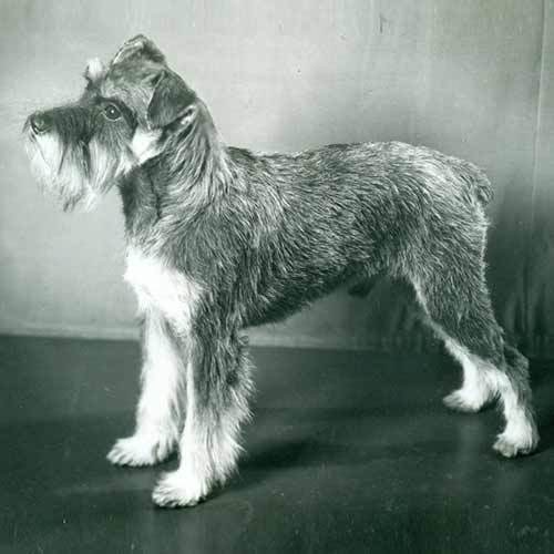 miniature schnauzer dog breed information