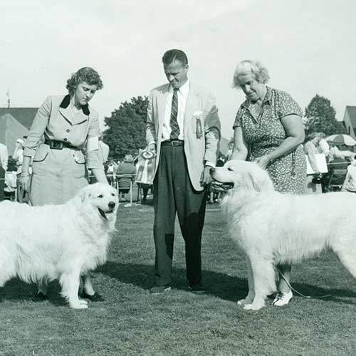 A vintage photograph of two Great Pyrenees at a dog show.