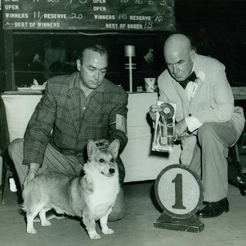 A vintage photograph of a Pembroke Welsh Corgi winning first place at a conformation show.