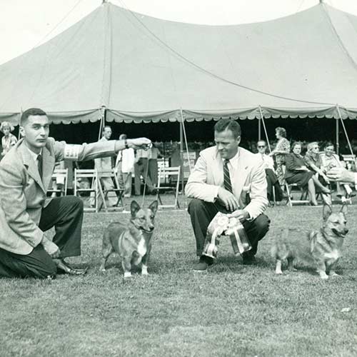 A vintage photograph of Pembroke Welsh Corgis winning awards at a conformation show.