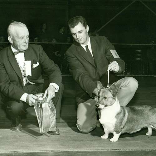 A vintage photograph of a Pembroke Welsh Corgi winning an award at a conformation show.