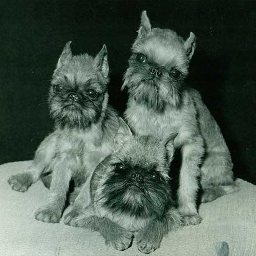 Brussels Griffon